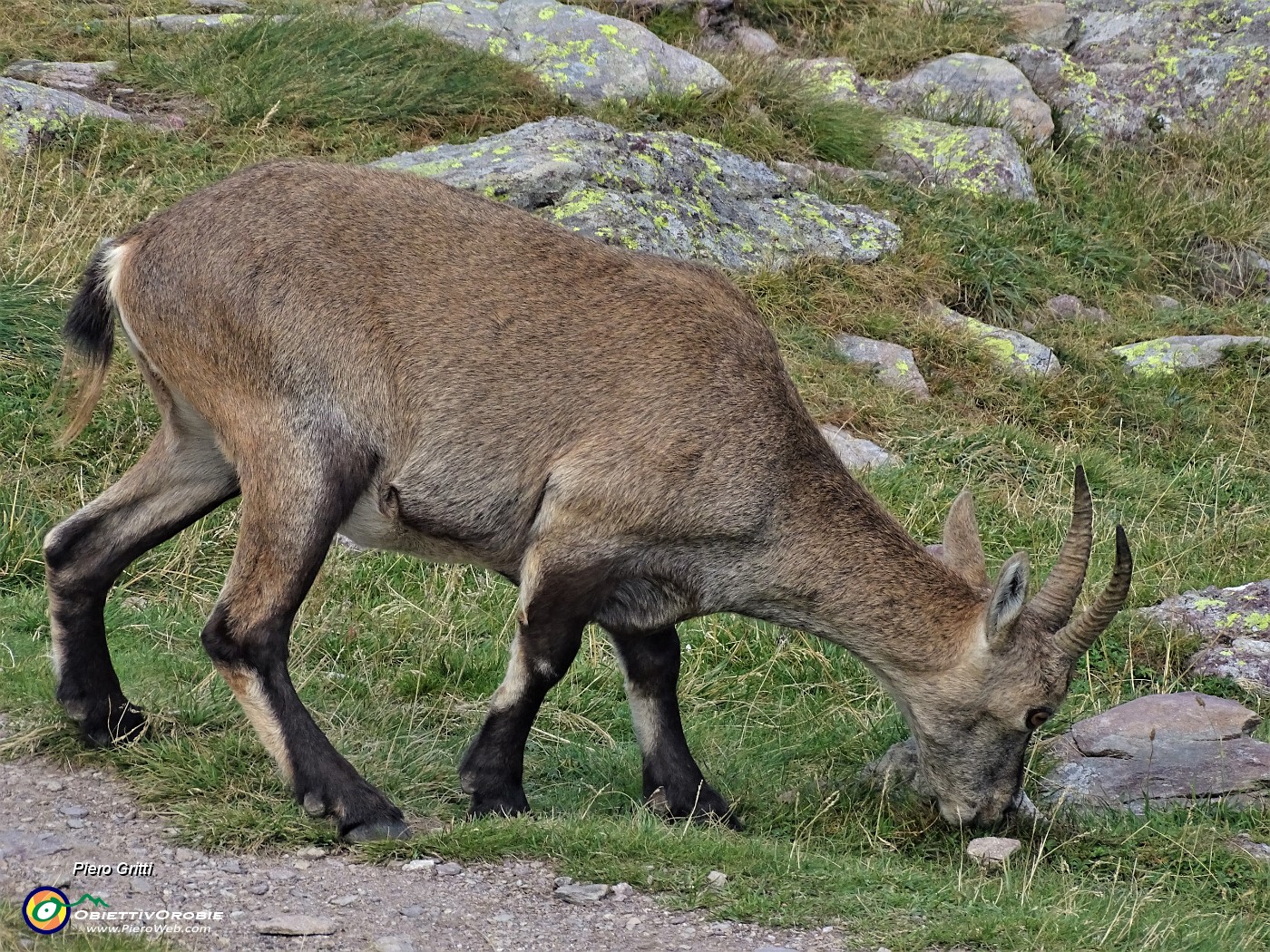 83 Stambecco femmina al pascolo al Passo di Mezzeno ( 2144 m).JPG